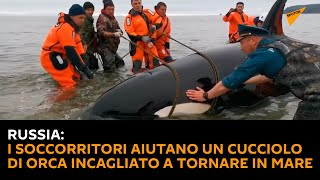 #Russia: i soccorritori aiutano un cucciolo di orca incagliato a tornare in mare