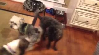 Dog sex