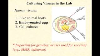 video lecture cultivating viruses