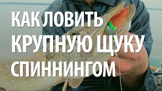 ЛОВЛЯ ЩУКИ на СПИННИНГ. КАК ПОЙМАТЬ КРУПНУЮ ЩУКУ на ПРИМАНКИ ДЖЕРКИ в ПОЛЬШЕ