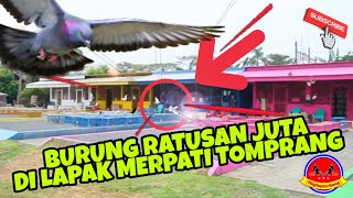 #MENCLOKLAPAK Merpati Tomprang Pondok Kopi