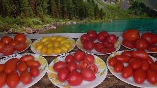 КАКОЙ ИХ ТРЕХ ТОМАТОВ ВЫБРАТЬ? 