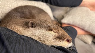 カワウソさくら 飼い主が爆睡してる隙に服に潜り込もうとするカワウソ otter trying to dive into a sleeping owner