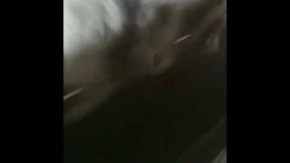 Dog on treadmill