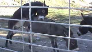 Donkeys Mating in Las Vegas, NV