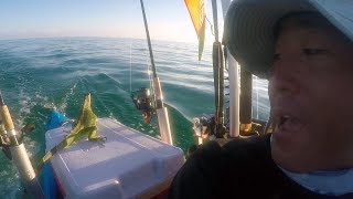Saving An Iguana Four Miles Offshore