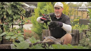 How to Plant and Grow Tomatoes with David Rizzo
