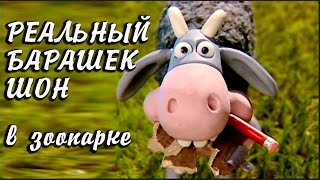 Настоящий Барашек Шон Домашние #животные Минизоопарк