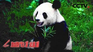 《城市1对1》山城趣事 中国 都江堰——巴西 里约热内卢 20180812 | CCTV中文国际
