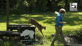 Kroger Cheetah Encounter 2021 - Cincinnati Zoo