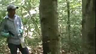 hack and squirt beech M2U00278