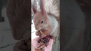 Ушастик ест орешек у меня на ладони / Ushastik eats a nut in my palm