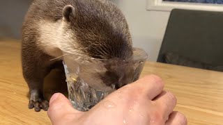 水を飲むとき下から見たカワウソと猫の違いが面白かった Difference between an otter and a cat drinking water seen from below