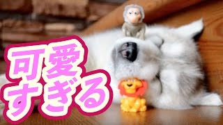 お茶目？わんぱく？シベリアンハスキーの赤ちゃんが可愛すぎる！