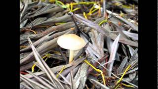 IshTube: After the Rain ☀