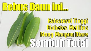 SETELAH NONTON VIDEO INI, ANDA AKAN MENCARI TANAMAN INI HINGGA DAPAT