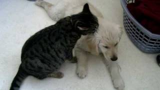 Cat loves puppy