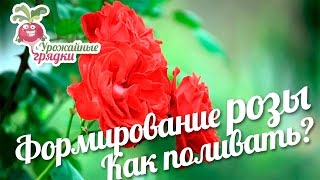 Формирование розы. Как поливать розы?