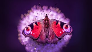 Enhance Positive Energy | 528Hz Miracle Healing Frequency Music | Enhance Self Love | Relaxing Music