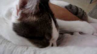 gatinho mamando em gente
