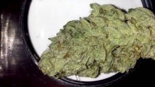 Шишки сорта- Blue Mystic .