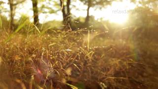 Beautiful Slow Instrumental - music for studying, background, healing, relax - relaxdaily N°062