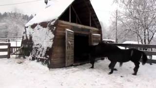Продажа лошадей 300 000 рублей