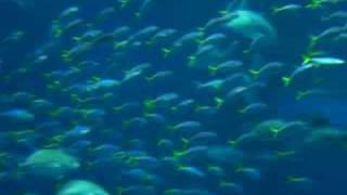 Tyura-umi aquarium1
