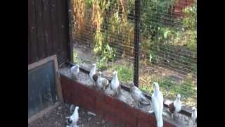 Голубевод Ринат Галимханович Шакиров 12.08.2012 (1)