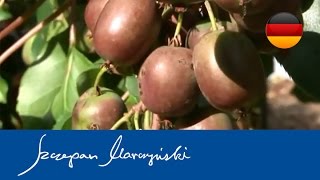 Actinidia - Strahlengriffel - Arten, Sorten, Verwendung - Teil 1