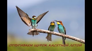 Щурка в небе БОРЬБА с птицами на пасеке