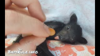 Rescue ? electrocution mum baby megabat black female