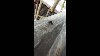 Viral Ngintip ngentot di warung
