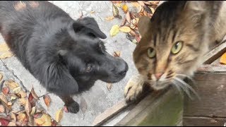 БУХЛО ТВ. Мой ПЁС БИМ и КОТ с ЯЙЦАМИ.