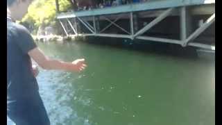 Mohonk Mountain House New Paltz, big Rainbow & Brown Trout feeding frenzy!