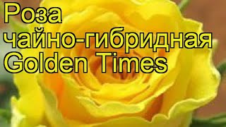 Роза чайно-гибридная Голден Таймс. Краткий обзор, описание характеристик Golden Times