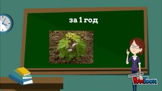 Как растет клен?