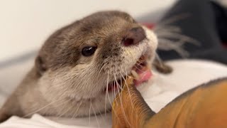 恐竜相手についに本気を出さざるを得なくなったカワウソ Otter forced to get serious against dinosaurs