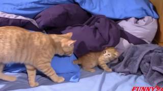 Происхождение и одомашнивание кошек Spaß Katzen