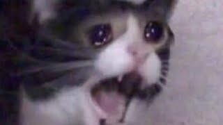 Perfectly Cut Screams Of 2019