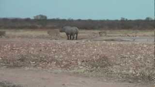 Rhino fighting lions! - Etosha Radeldraf waterhole