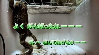 残したいガマガエルの記録　４Ｋ ガマガエル　３０年以上前から何代も居続けるカエル　熱海市和田木町