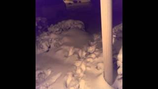 Evans Kids Bear-foot challenge!
