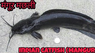 Catfish|| Indian catfish|| (Mangur) || ....