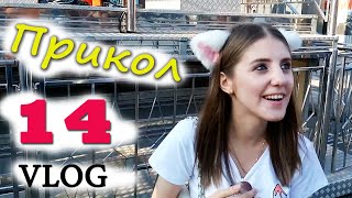 ч.14 (VLOG) Прогулки с Миникотиком - Затралили друзей