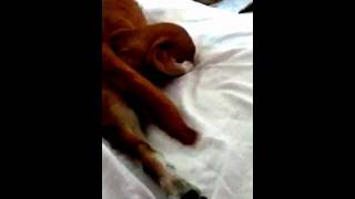 tickilish dog