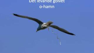 Det levande golvet - O-hamn