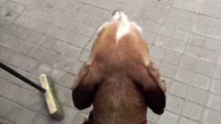 The friendship between a newspaper man and our dog.
