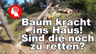 Baum kracht ins Haus! Sind die noch zu retten?