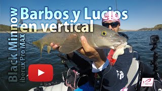 Pesca vertical con Iberux MAX el motor Float Plus y los Black Minnow
